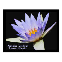 SG Blue water lily Postcard #280N  0280