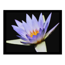 SG Blue water lily Postcard #300N  0300