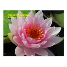 SG Lincoln, Nebraska pink water lily #150N  0150 Postcard