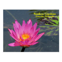 SG Purple water lily #201n  0201 Post Card