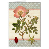 Shabby Chic Dog Rose Rose Hip Tea Cards