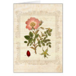 Shabby Chic Vintage Rose Old Paper cards