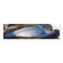 Shad In Net Bumper Stickers