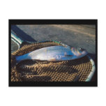 Shad In Net Post Card