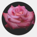 Shades of Pink Rose Sticker
