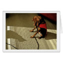 Shadowplay 1 cards