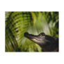 Shady Alligator postcard