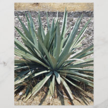 Shady aloe vera on a sunny day flyers