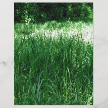 Shady Meadow on a sunny day Flyer