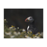 Shady Puffin Post Cards