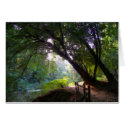 Shady Stream Card