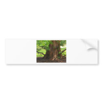 Shady Tree Bumper Stickers