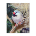 Shaft-tail Finch Post Cards