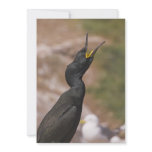 Shag Long Necked Bird Invitation