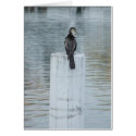 Shag on a Bollard. cards