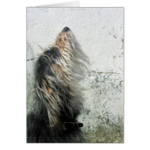 Shaggy dog looking up greeting cards