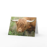 Shaggy Highland Cow cards