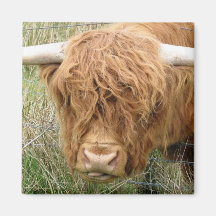 Shaggy Highland Cow Magnet