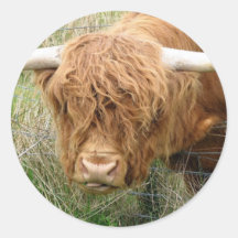 Shaggy Highland Cow Stickers