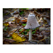 Shaggy Ink Cap, fungus Postcard