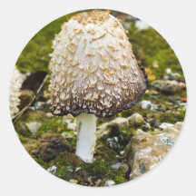 Shaggy mane sticker