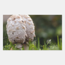 Shaggy Mane Stickers