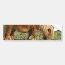 Shaggy Shetland Pony Bumper Sticker