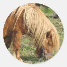 Shaggy Shetland Pony Stickers