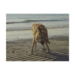 Shake it Baby - Labrador at the beach Postcard