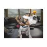 Shake it off beagle postcard