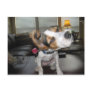 Shake it off beagle postcard