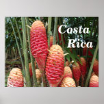 Shampoo Ginger, Costa Rica Posters