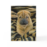 Shar-Pei 4 week old Pup Card