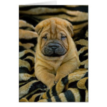 Shar-Pei 4 week old Pup Card