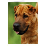 Shar Pei Birthday Card