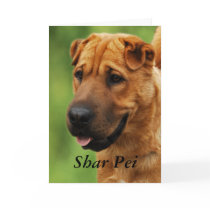 Shar Pei Dog Card