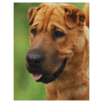 Shar Pei Dog Flyer