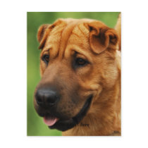 Shar Pei Dog Postcard