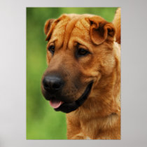 Shar Pei Dog Print