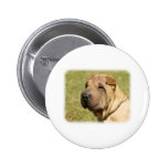 Shar Pei Pinback Buttons