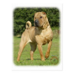 Shar Pei Post Cards