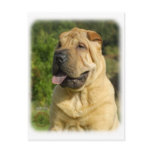 Shar Pei Postcards