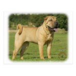 Shar Pei Postcard