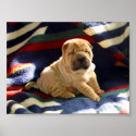 Shar-pei Puppy Poster posters
