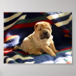 Shar-pei Puppy Poster
