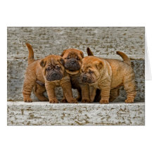 Shar-Pei Pups 3 in a row Greeting Card