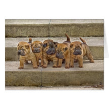 Shar-Pei pups 5 in a row card