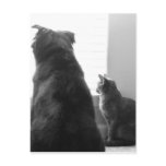 Sharing a quiet moment postcards