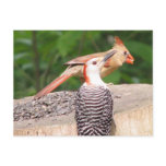Sharing Seed Postcard