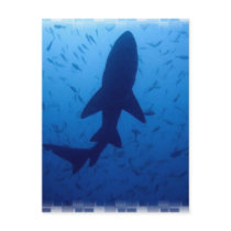 Shark Attack Postcard